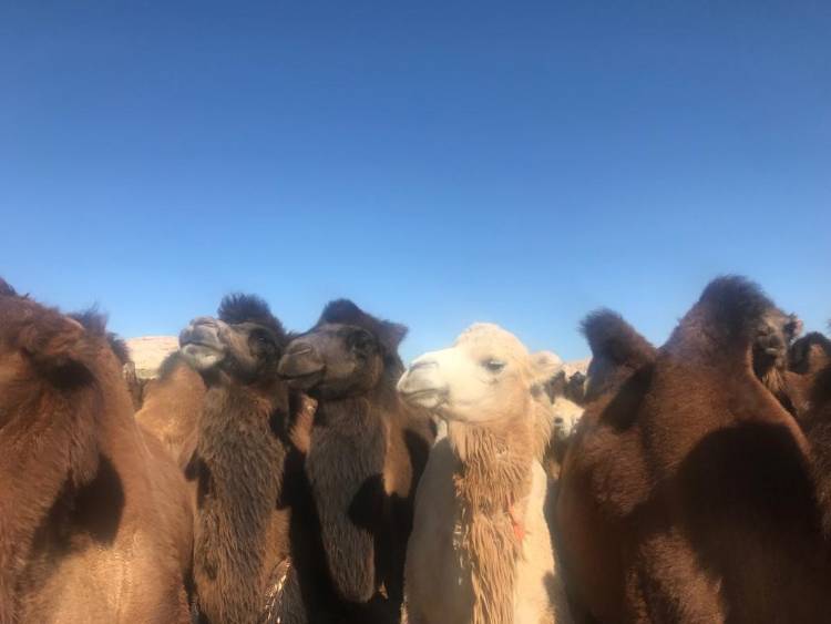 Camels